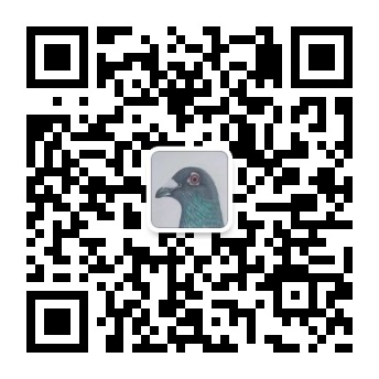 信鸽天下